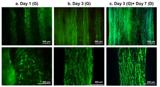 Immunofluorescent images show 3D printed muscle organization from one to three days. Credit: Wake Forest Institute for Regenerative Medicine/Nature Biology